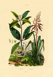 Pittosporum, 1833-39